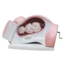 Model of course of delivey