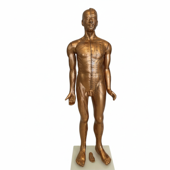 Acupuncture Model 84 cm Deluxe