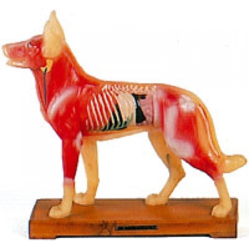 Hond model  29 CM