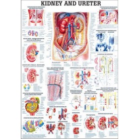 Kidney and Uterer Poster 70x100cm Laminated