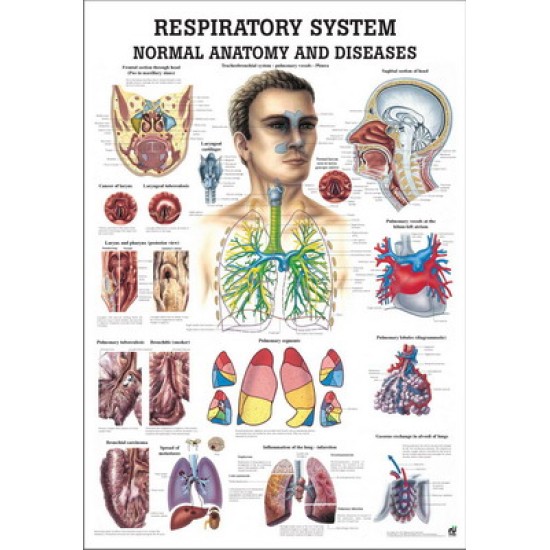 Respiratory System Poster 70x100 Laminated