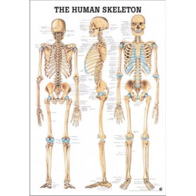 The Human Skeleton Poster 70x100cm Laminated
