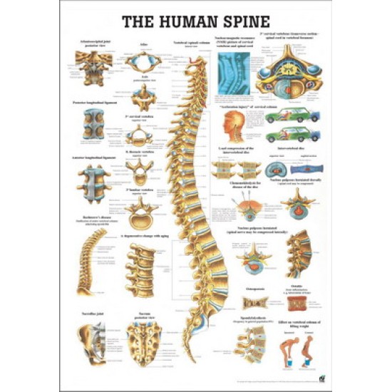 The Human Spine Poster 70x100cm Laminated