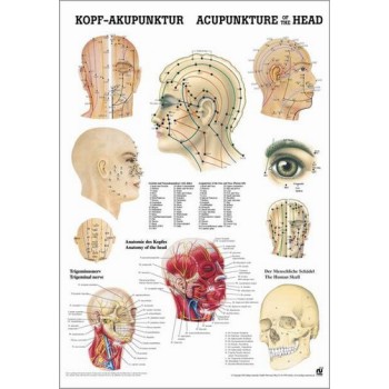 Acupuncture of the Head Poster 50x70cm Laminated