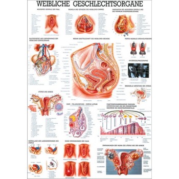 Female Genital Organs Poster 70x100cm Laminated