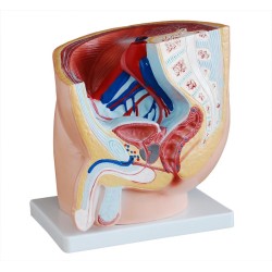 Human male pelvis section (1 parts