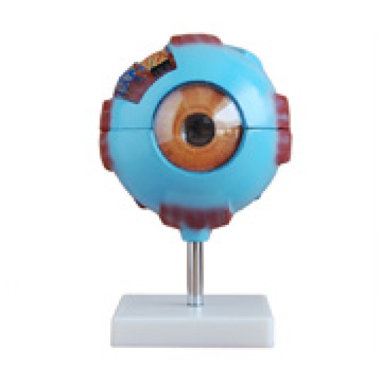 Giant eye model