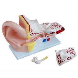 Giant ear model