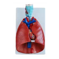 Larynx, heart and lung model