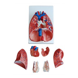 Larynx, heart and lung model