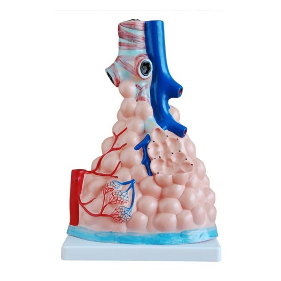 Magnified pulmonary alveoli model