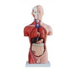 42CM Mannelijke Torso – Anatomisch Model (13 Delen)