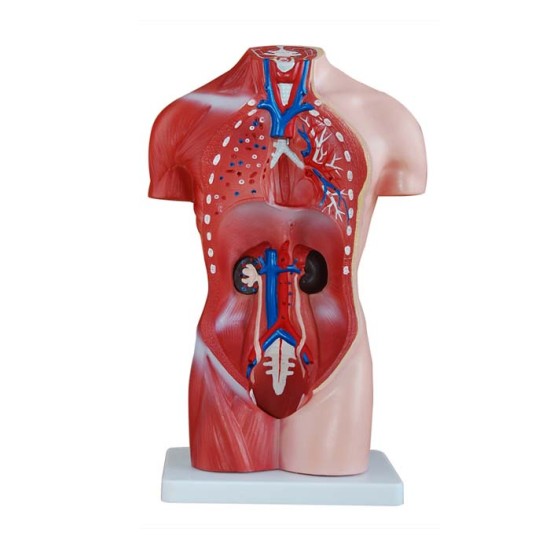 42CM Mannelijke Torso – Anatomisch Model (13 Delen)