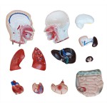 42CM Mannelijke Torso – Anatomisch Model (13 Delen)