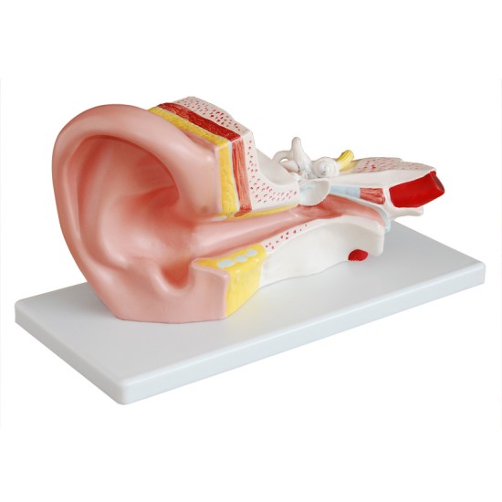 Middle ear model
