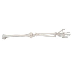 Life-size upper extremity